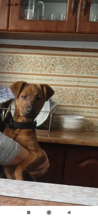 Продам собаку хлопчика вік шість місяців