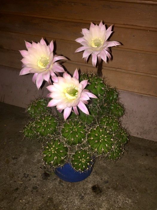 Кактус ехінопсис сукулент вазонок