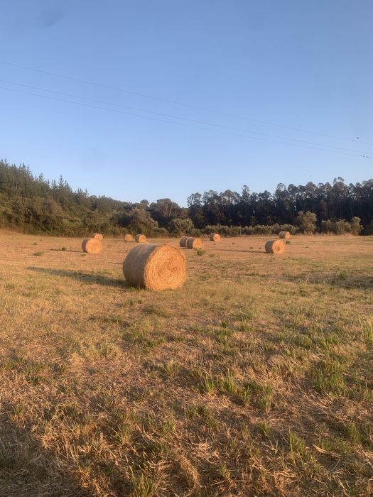 Fardos de palha 2026