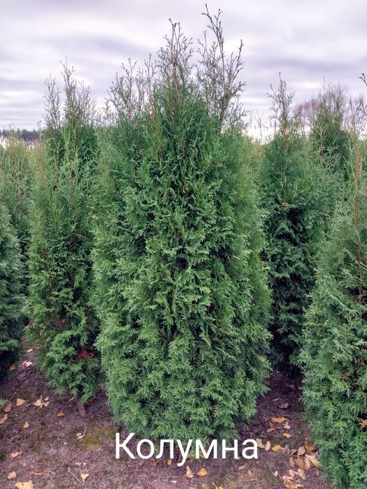 Туя Смарагд, Брабант, Колумна,Даніка