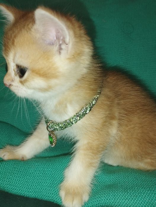 Золотые изюминки