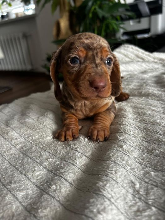 Jamnik krótkowłosy