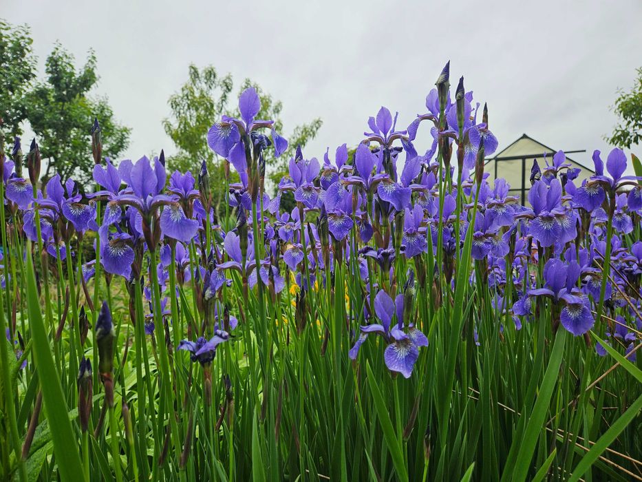 Nadwyżki kwiatów ogrodowych