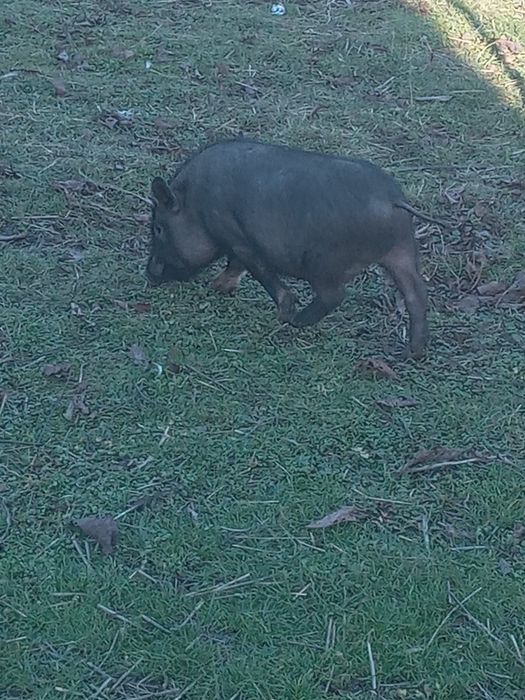 Продам китайські свині