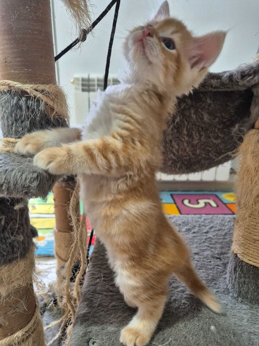 Kocurek Syberyjski OLO rodowód FIFE FPL