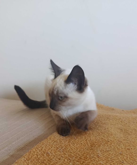 Gatinha para adoção RESPONSÁVEL