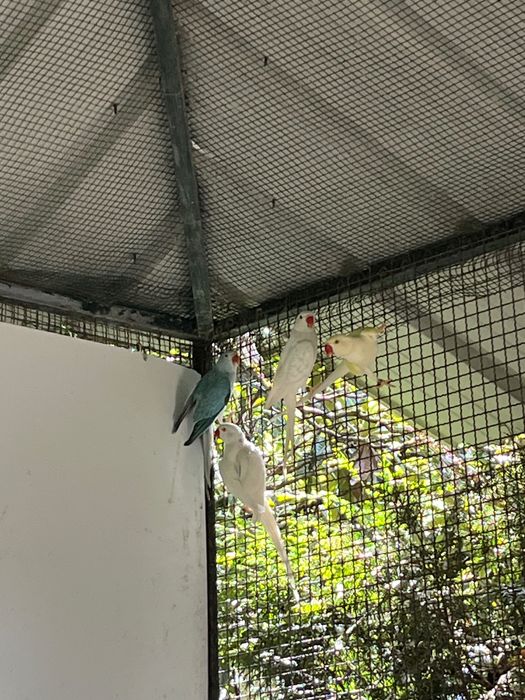 Aves Ring Neck e Aratinga Áurea