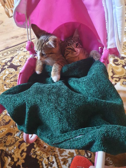 Подарю ласковых котят в добрые руки