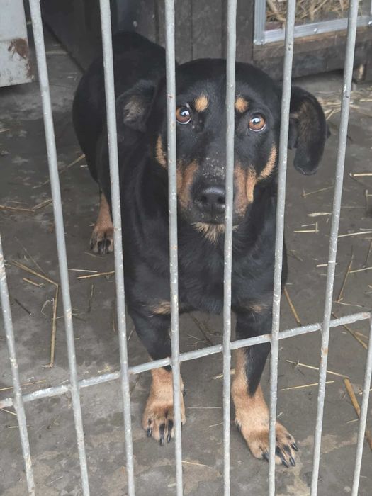 Kangur szuka domu schronisko Zgierz -aktualne