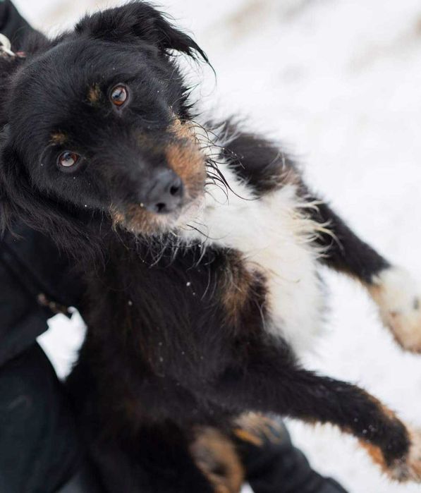 Tricolor CUDNY Rex od 2014 r w schronisku