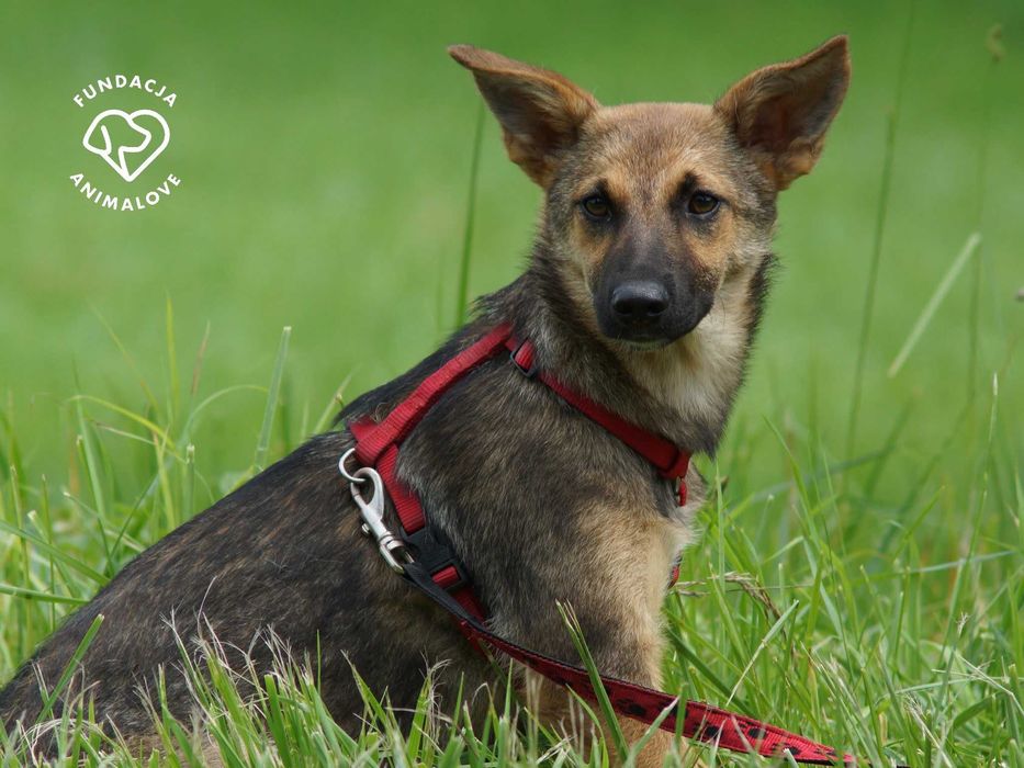 Piękna, mała i delikatna sunia szczeniak