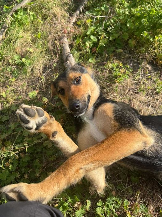 Віддам собаку в добрі руки