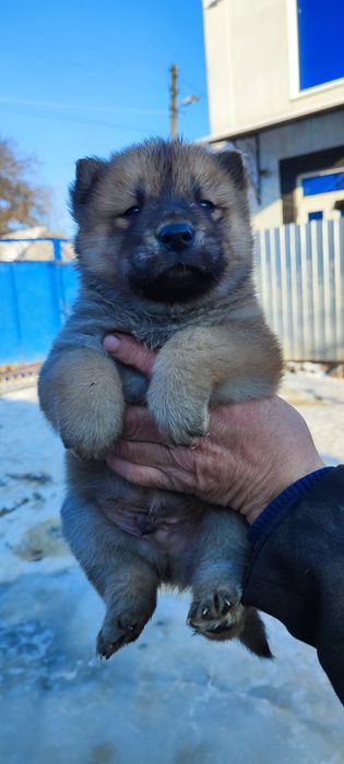 Акіта! Продам! Цікаві малючки