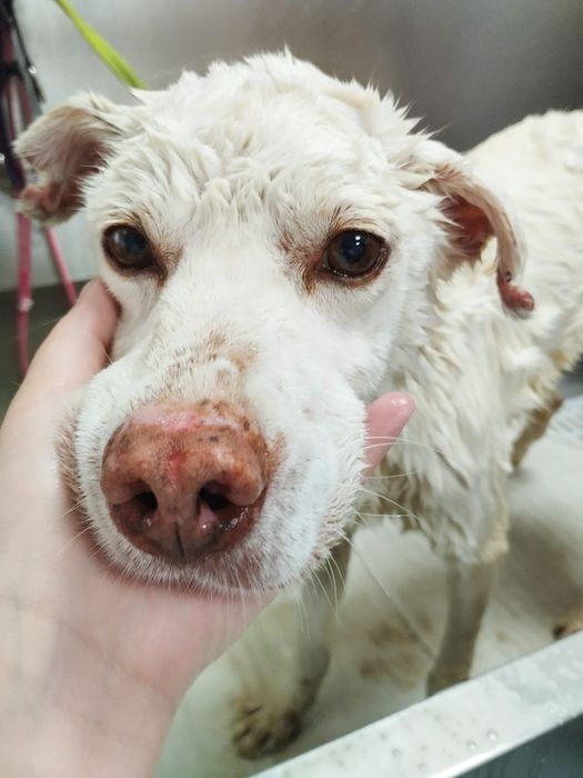 Macho para adoção responsável