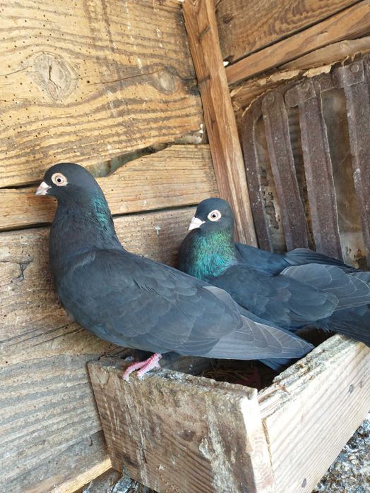 Górniki wysokolotne