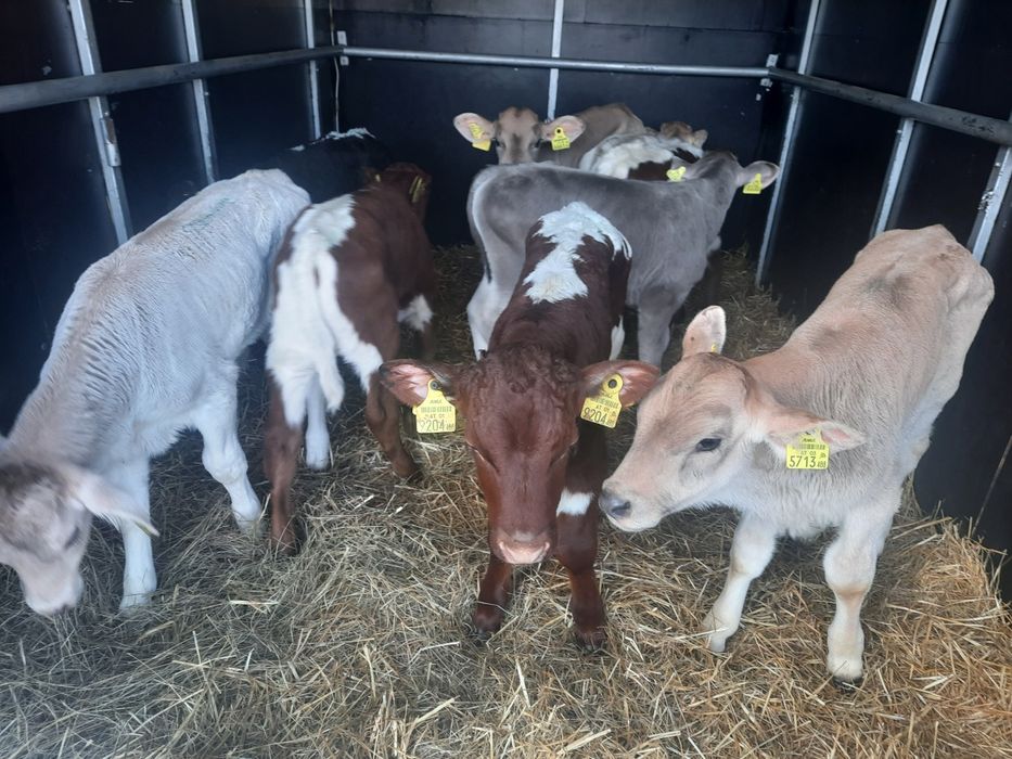 Byczki miesne cieleta Chynów