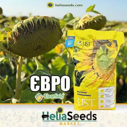 Насіння соняшнику від виробника. Гібриди під Гранстар/Євро-Лайтнінг