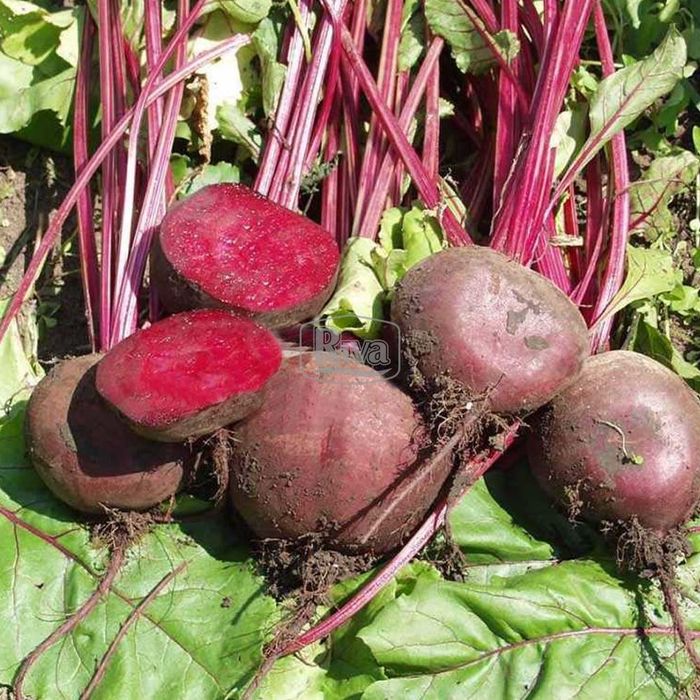Насіння Буряка ВОДАН F1 WODAN F1 Семена Свеклы