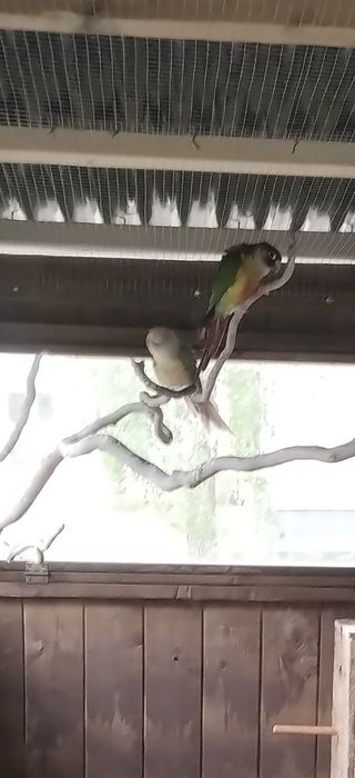 Papugi papugi ..