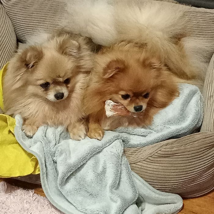 Ексклюзивні померанські дітки