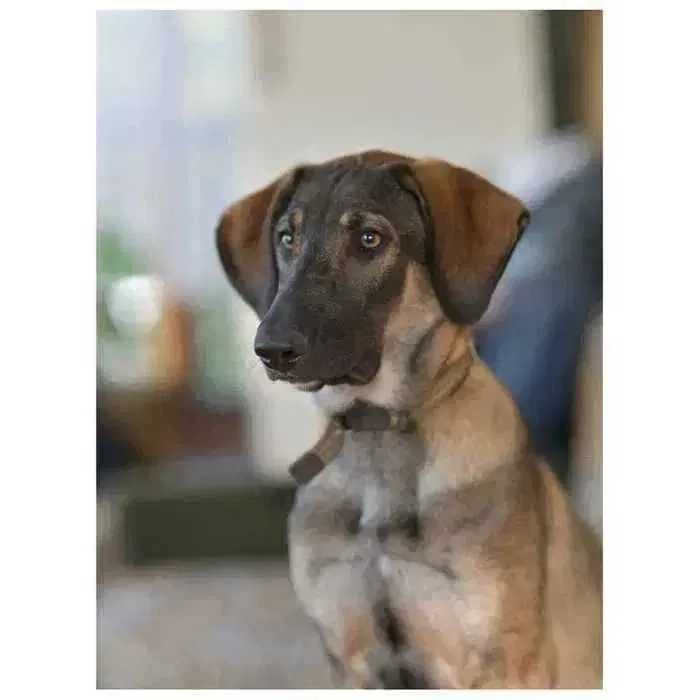 Активный дружелюбный щенок, пес