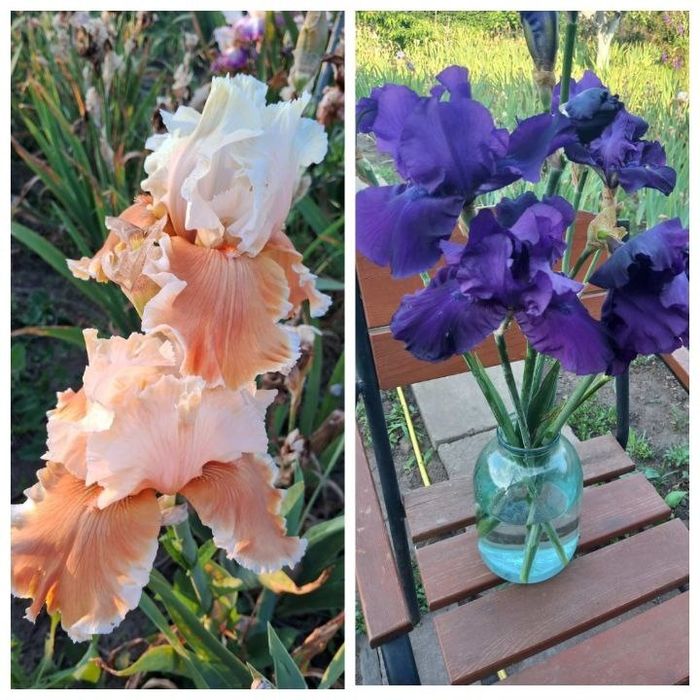 Набор ирисов 15 сортов