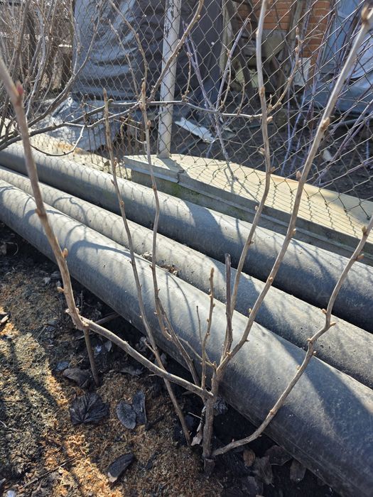 Кущі смородини сорту Чорний Бумер