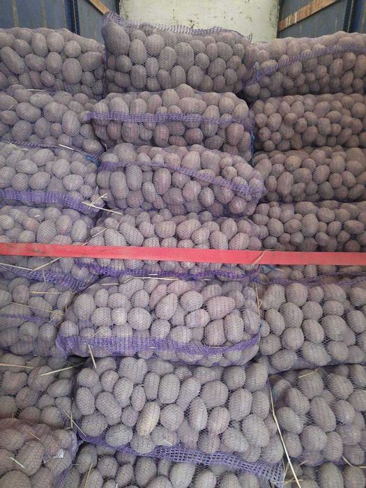 Домащняя картопля з Чернигова бесплатная доставка по городу!