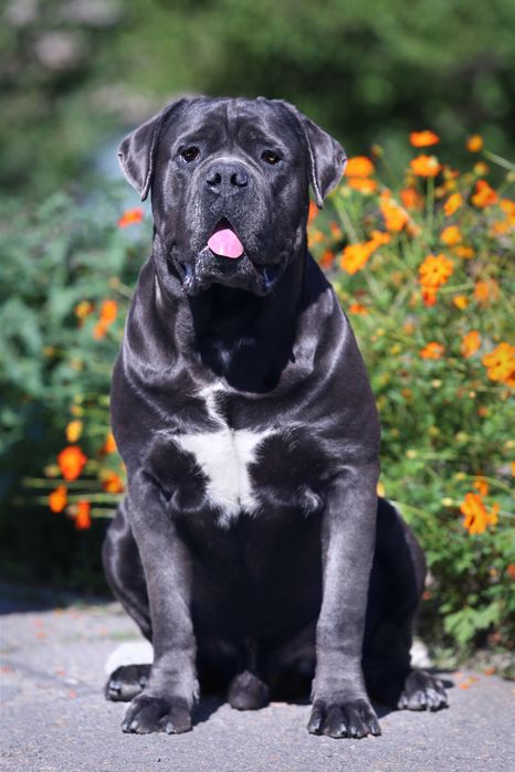 Девочка_Лолита