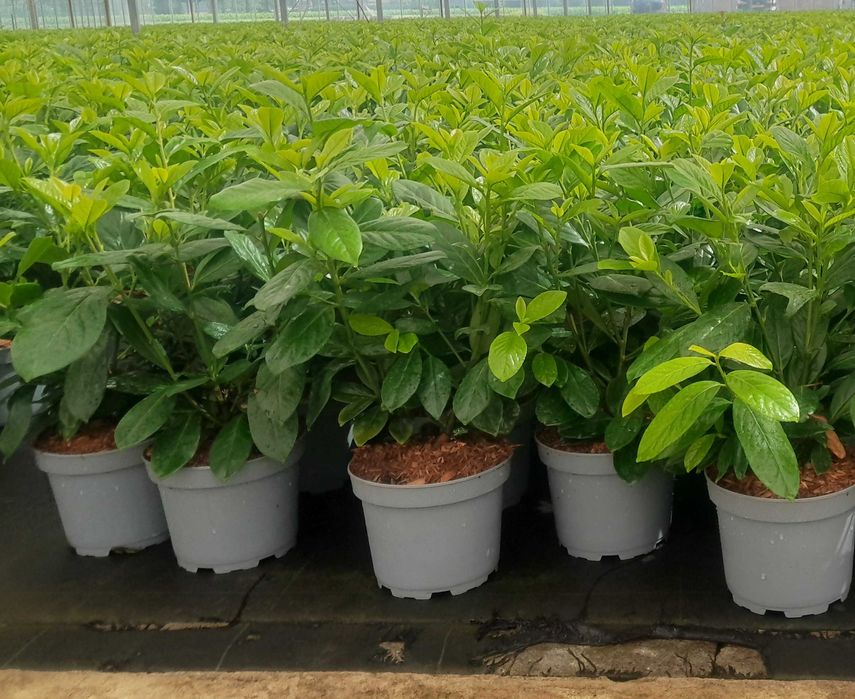 Prunus! Laurowiśnia! Rotundifolia! 200 cm! Novita! Caucasica! Sadzimy!