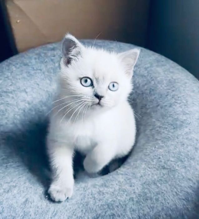 Biała kotka brytyjska krótkowłosa – wyjątkowa dziewczynka