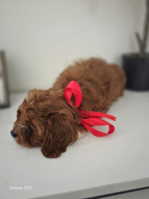 Cavapoo urocza dziewczynka !