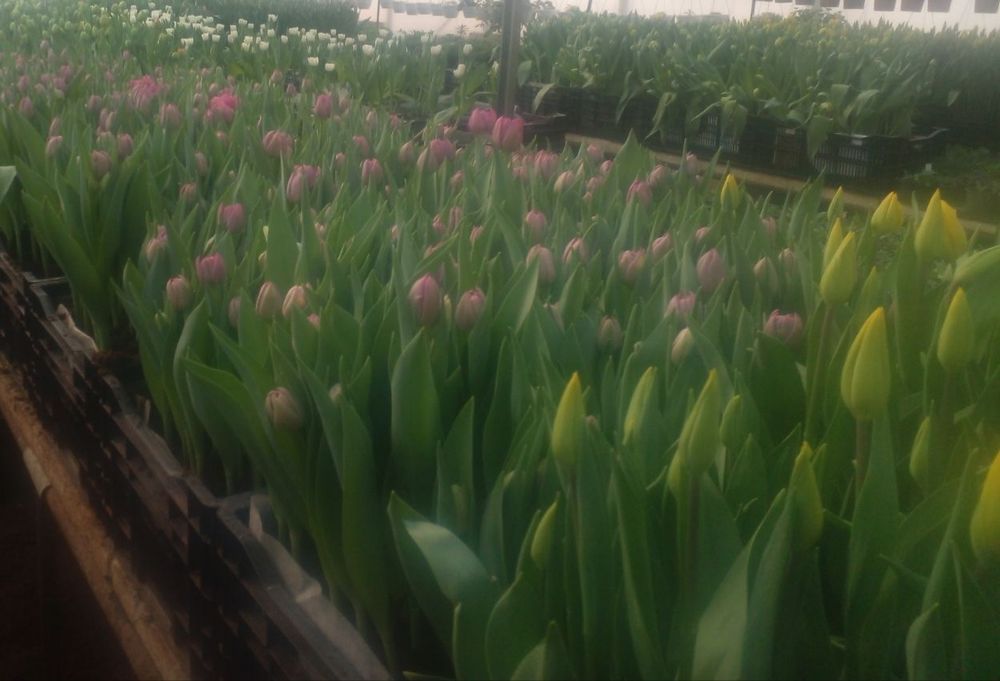 Продам луковицу Голандского тюльпана міх., после выгонки.