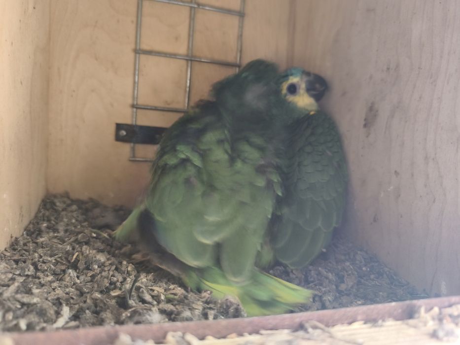 Casal amazonas aestivas criados pelos pais.