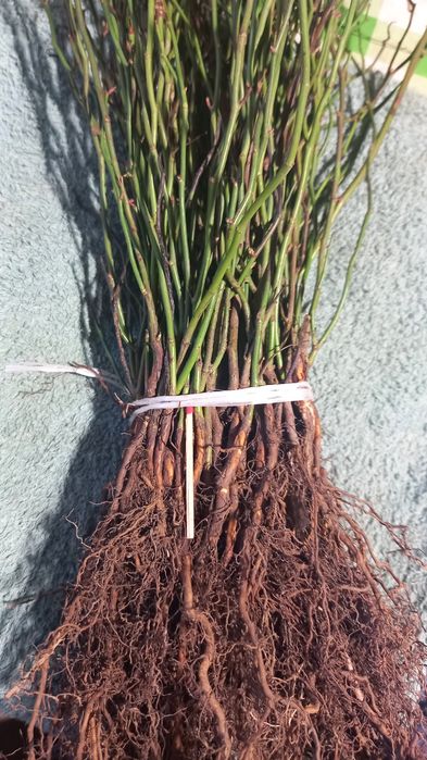 Dziczki róży multiflora