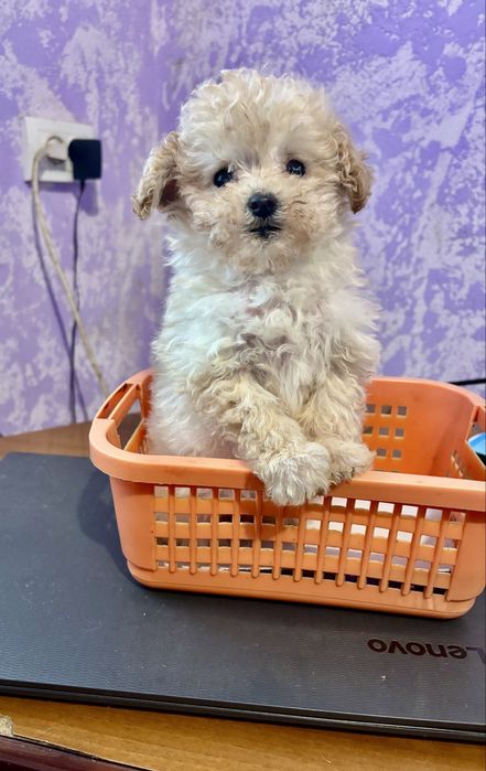 Лялькова дівчинка той пуделя