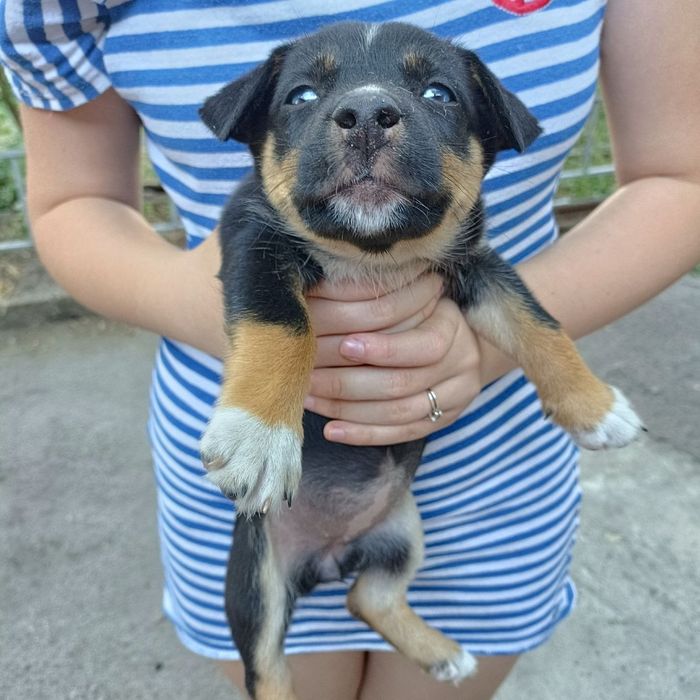 Віддам безкоштовно цуценят