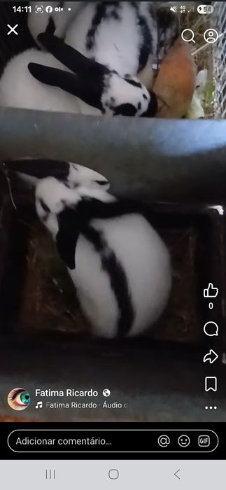 Coelhos para reprodução ou consumo