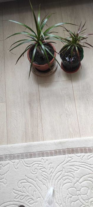 Драцена Самовивіз центр