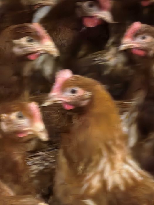 Kury nioski Rosa z wolnego wybiegu. Messa z jajkiem.Dowóz Gratis.