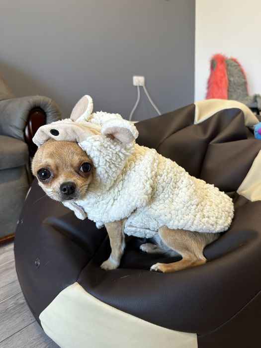 Костюм мавпочки і овечки для маленьких песиків собачий одяг прикольний