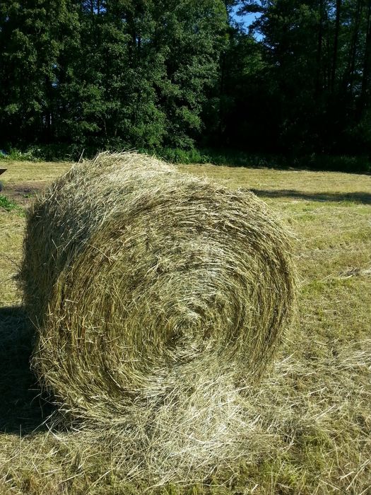 Siano 120#120, owies