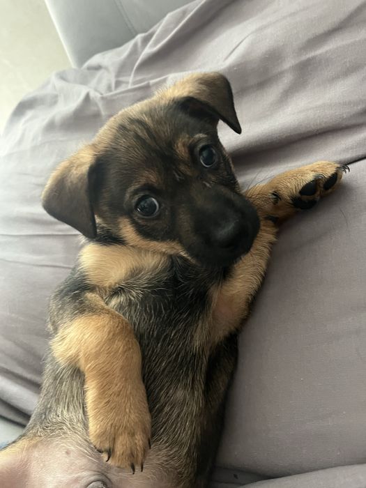 Щенок, 2 месяца, в поиске семьи