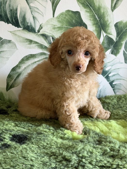 Pudel Miniatura/Toy ZKwP FCI