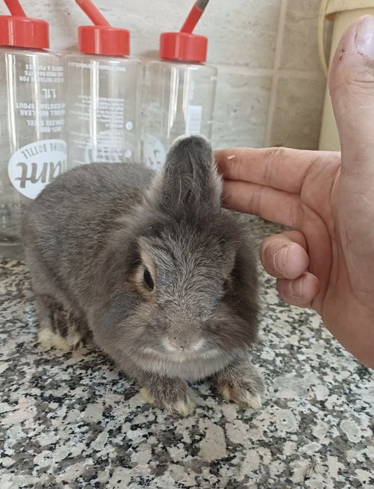 Mini nini anão holandês