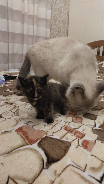 Кошенятко мама чистокровна британка