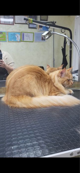 Грумінг котів( без бриття)