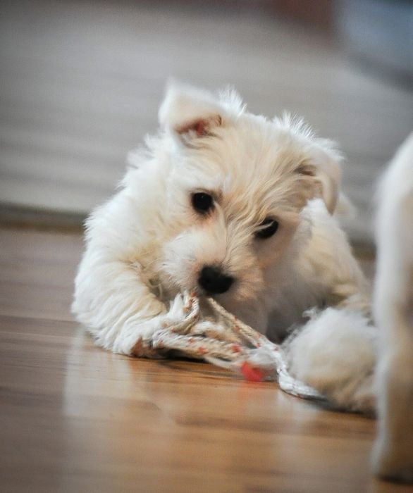 Szczeniak west highland white terrier-rasa dla alergików
