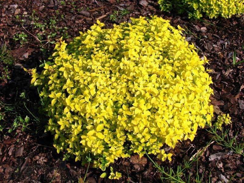 Вейгела спірея азалія декоративні рослини з власного розсадника