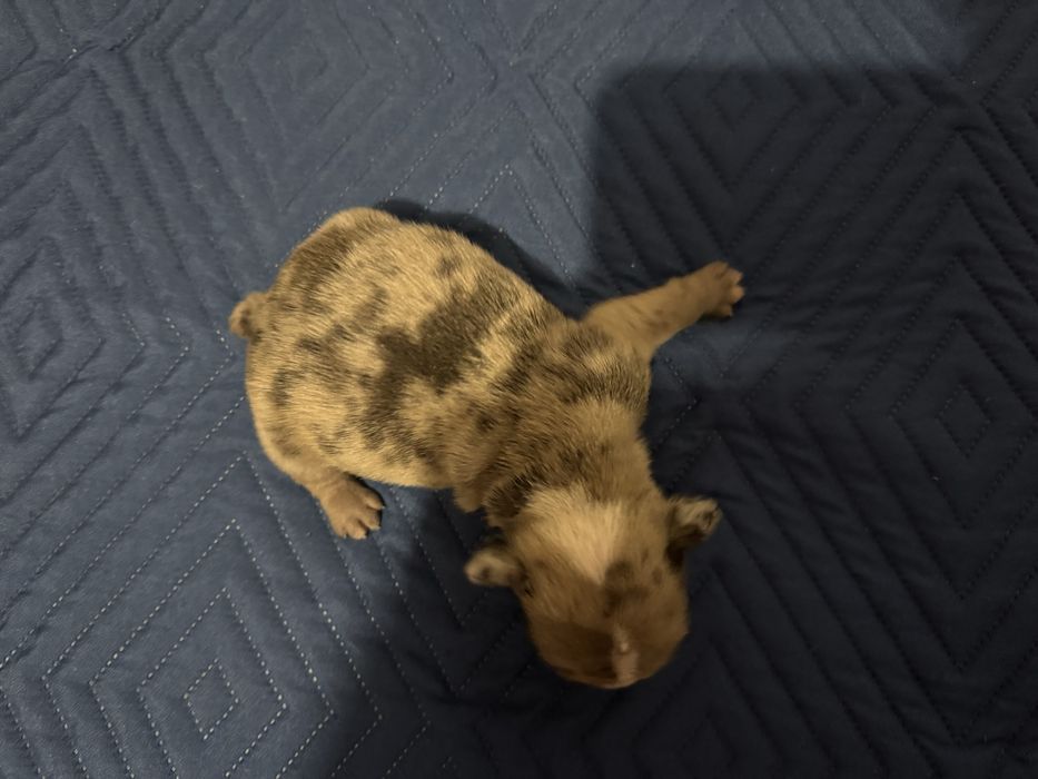 Buldogue frances